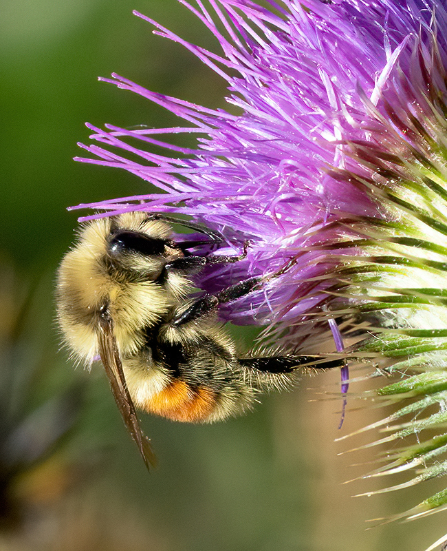 Bumble Bee DSC06122-denoise-denoise.jpg