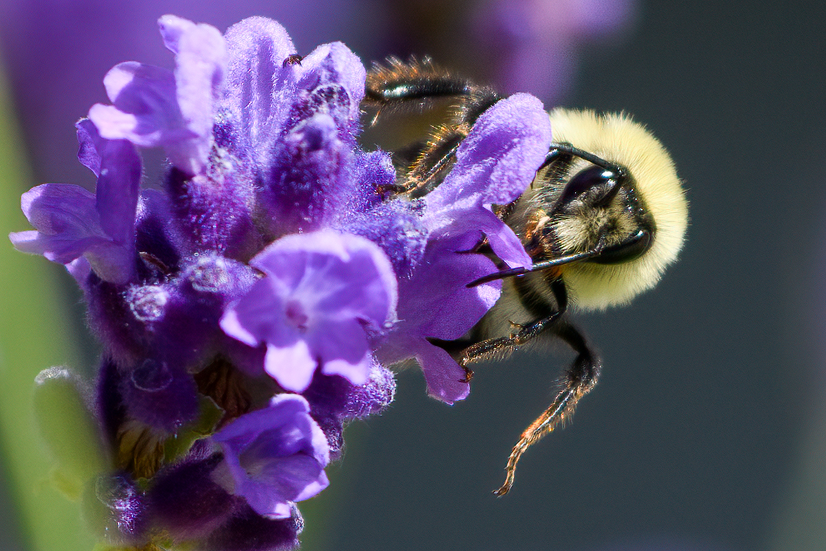 Bumble bee on Lavender flower-4.jpg