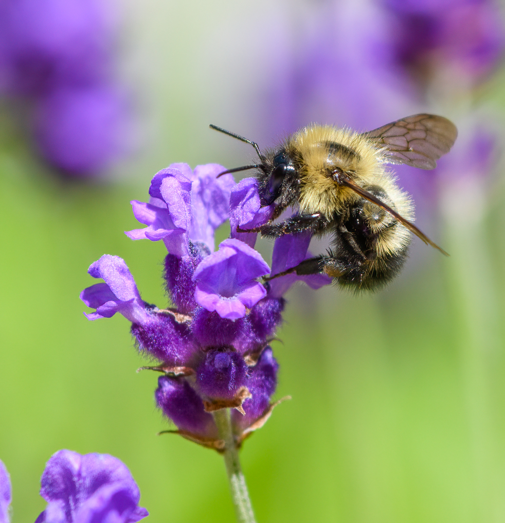 Bumble bee on Lavender flower-7.jpg