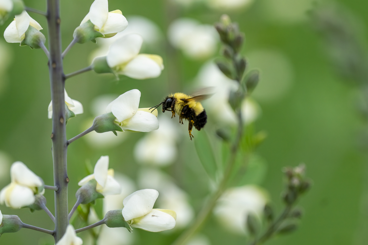 bumblebee 0520 BCG-.jpg