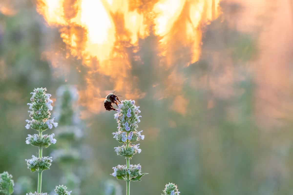 bumblebee 3941 BCG-.jpg