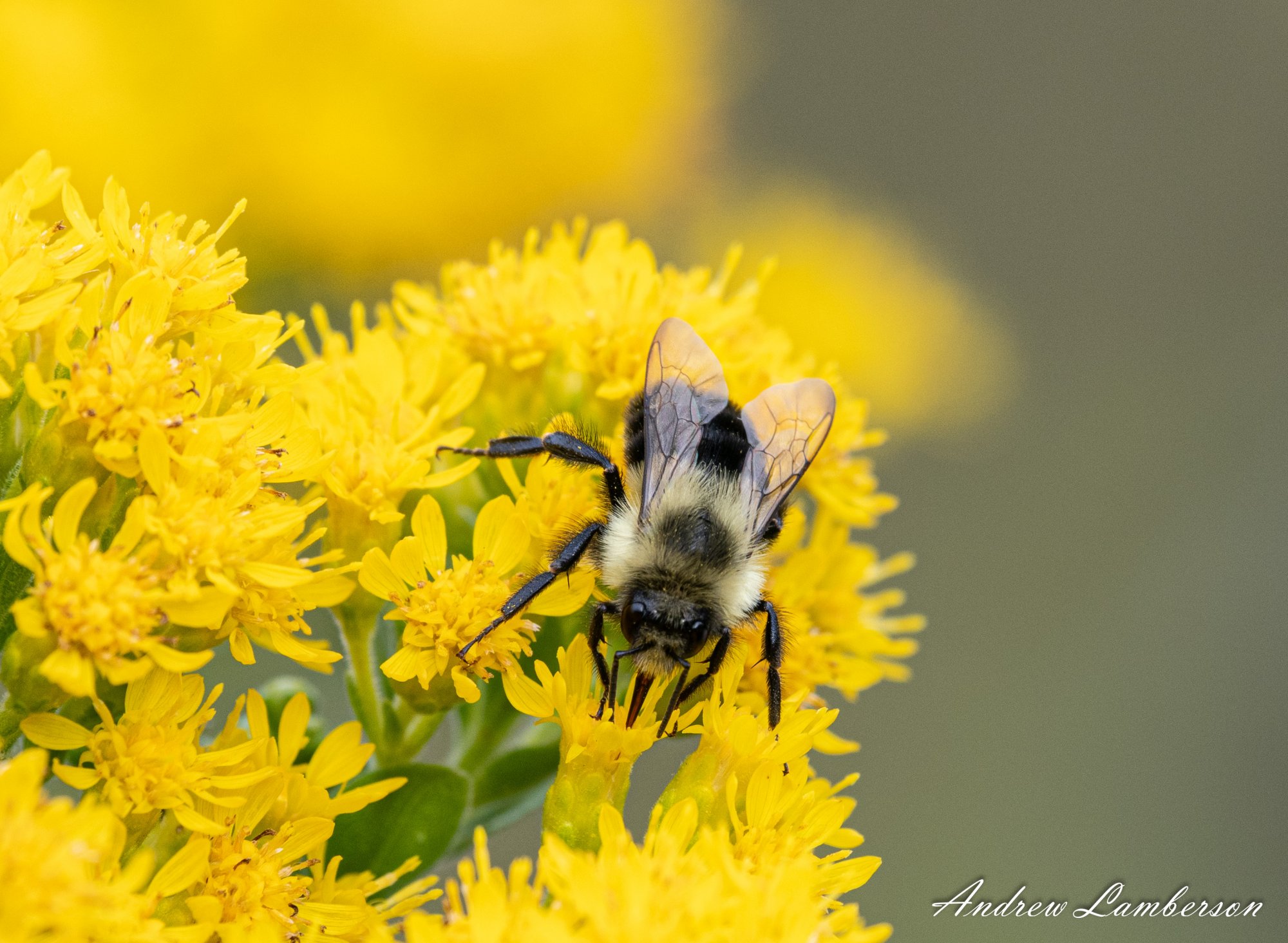 Bumblebee on Goldenrod-0935.jpg