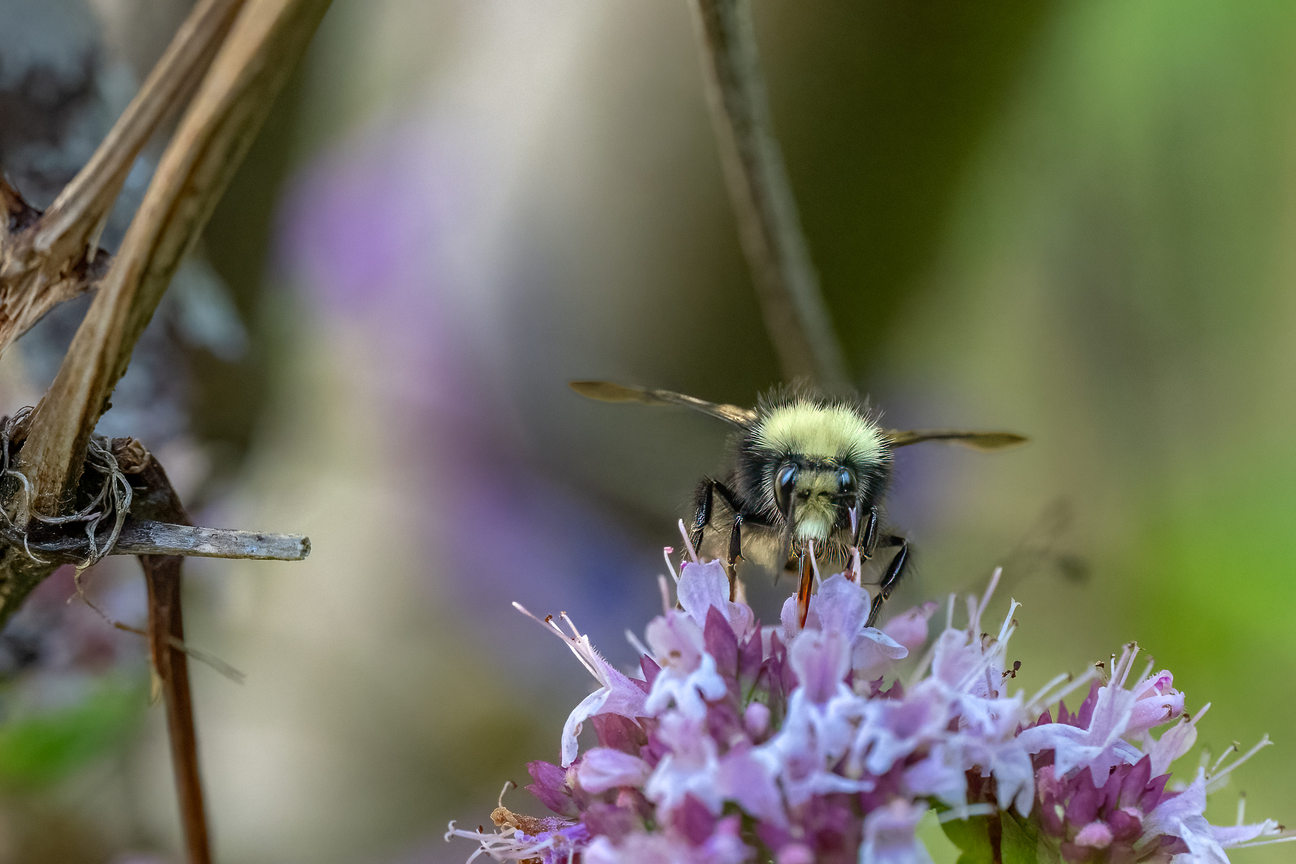 Bumblebee on Oregano Our Yard 7-26-2024.jpg