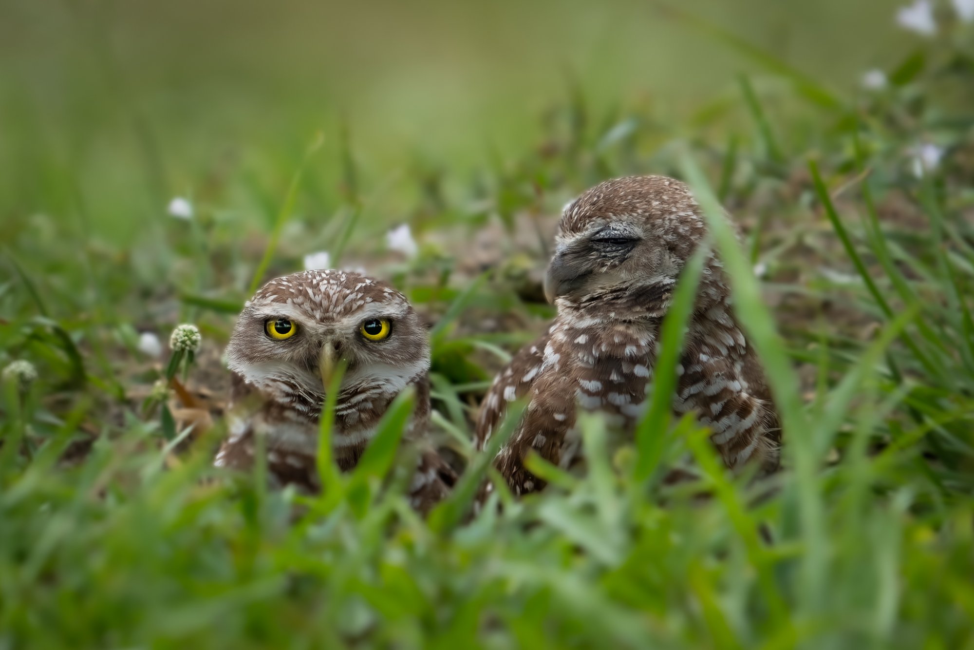 Burrow Owl.jpg