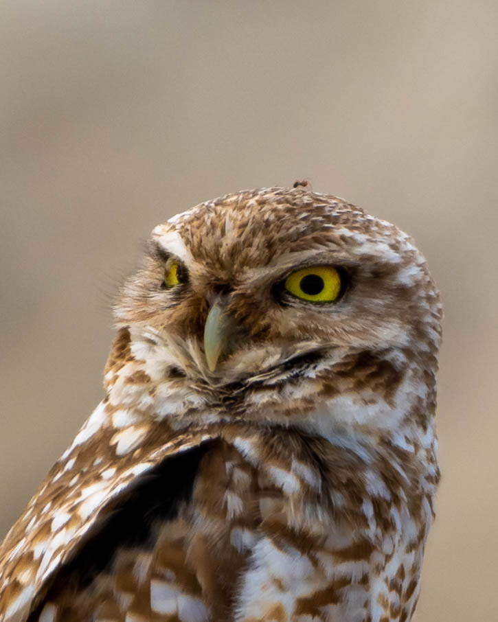 Burrowing Owl 05-17-2020 FWTP-8496.jpg