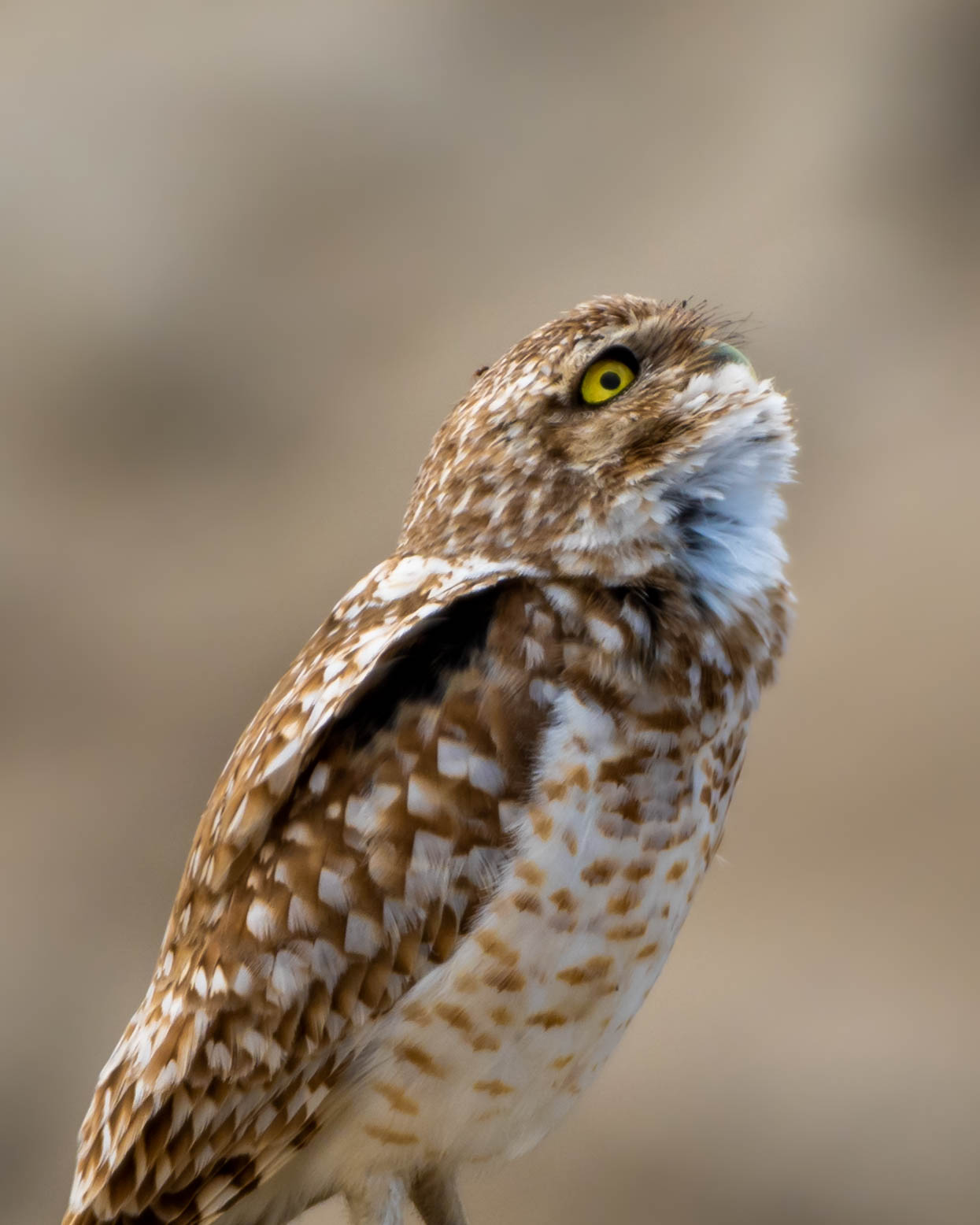Burrowing Owl 05-17-2020 FWTP-8504.jpg
