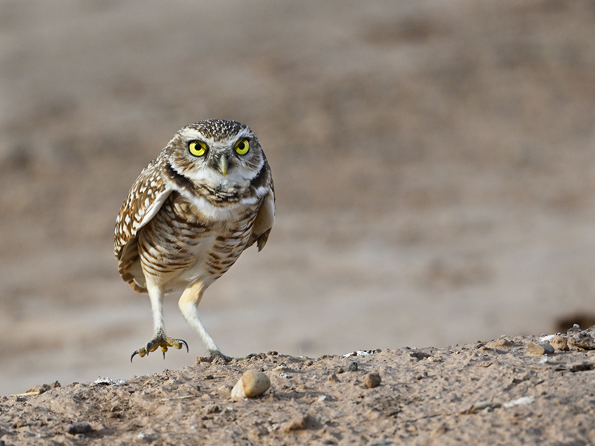 Burrowing Owl 2-1200px.jpg