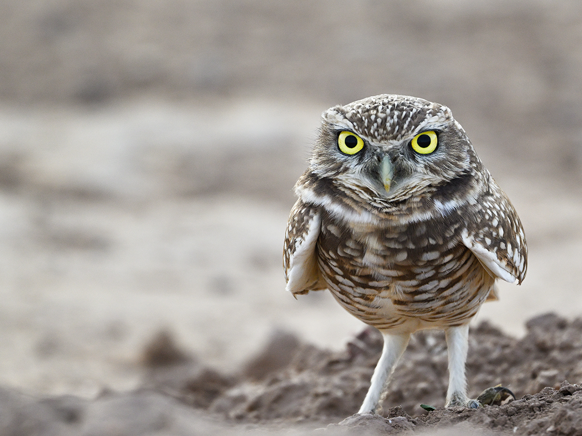 Burrowing Owl 3-1200px.jpg