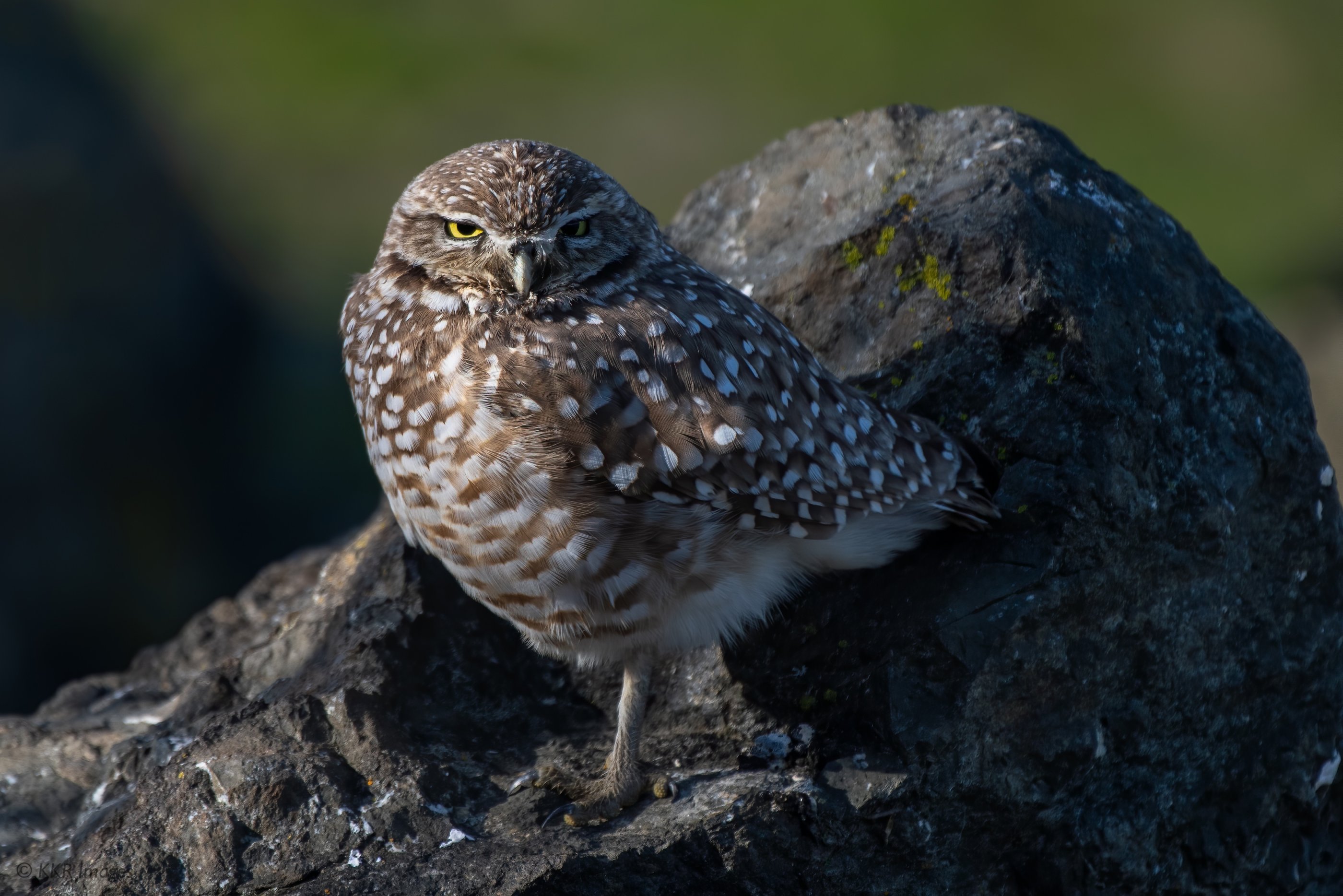 Burrowing Owl- A winter visitor.jpg