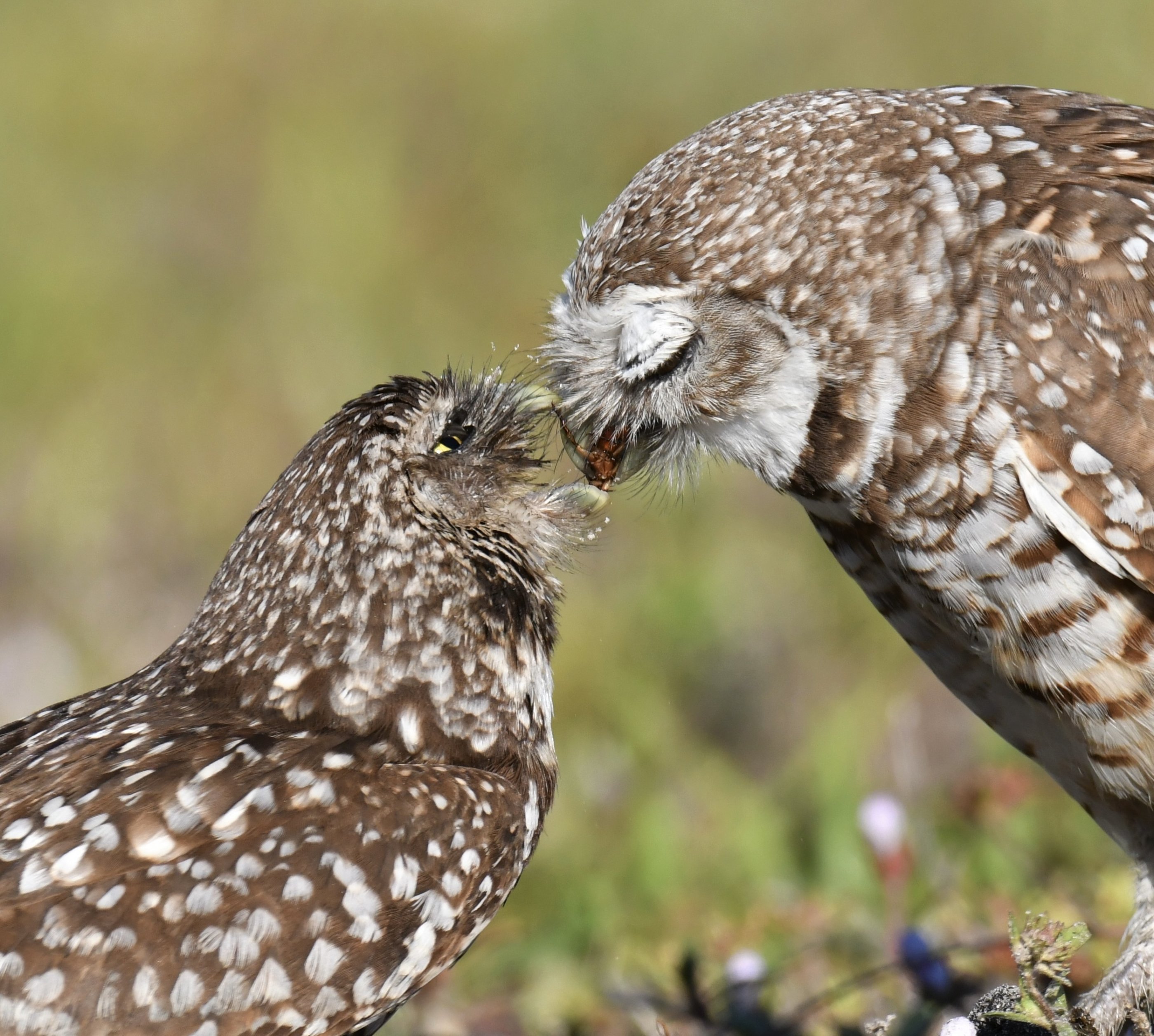 Burrowing Owl Beakoff-129729468-1852472.jpeg