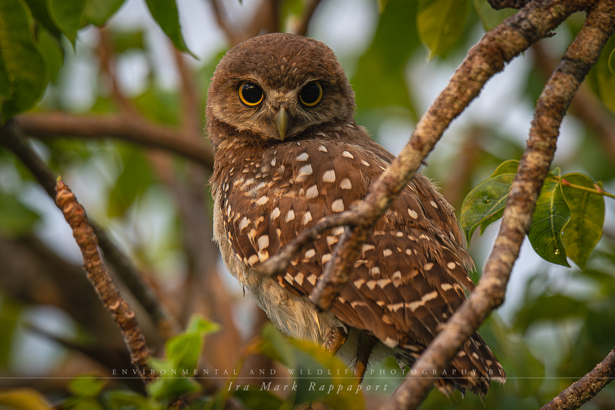 Burrowing Owl in a tree.jpg