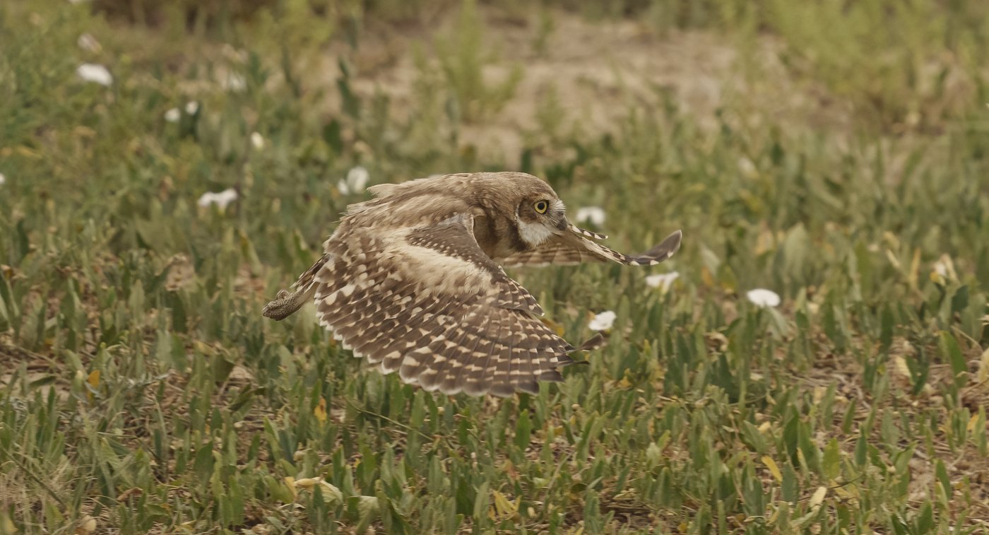 burrowing owl in flight.jpg