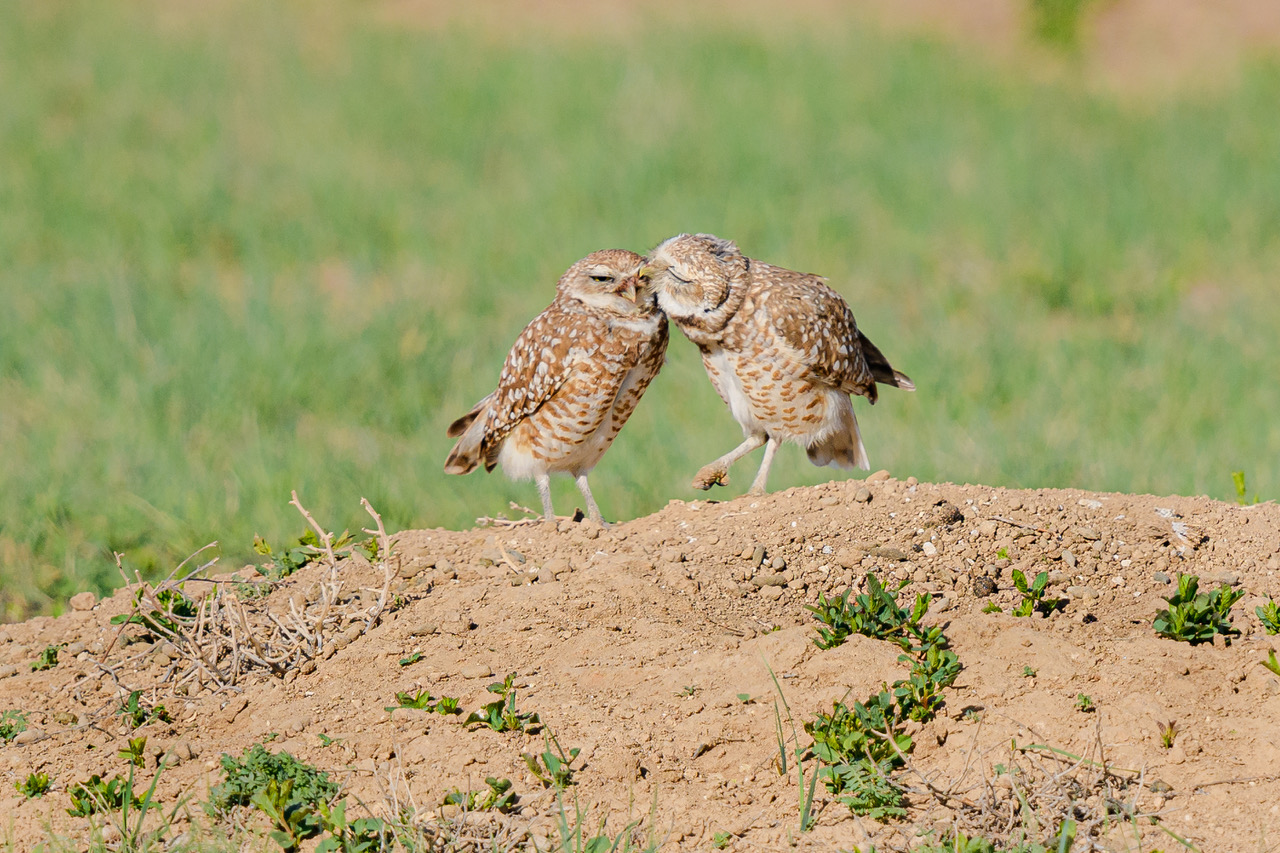 Burrowing Owl kissing 5012020.jpeg