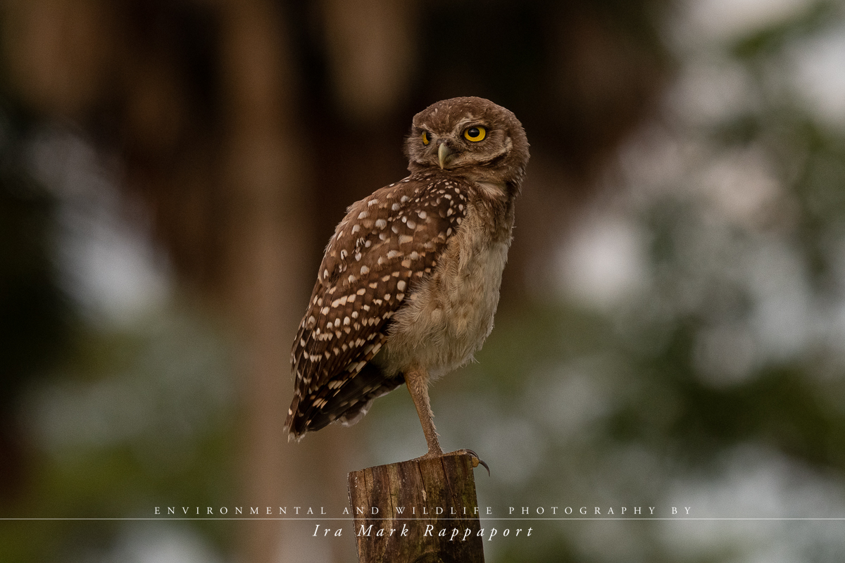 Burrowing Owl on post.jpg