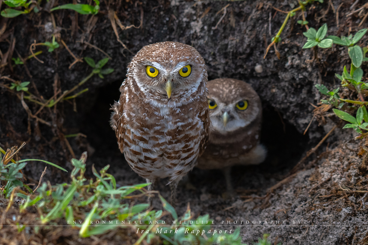 Burrowing Owls.jpg