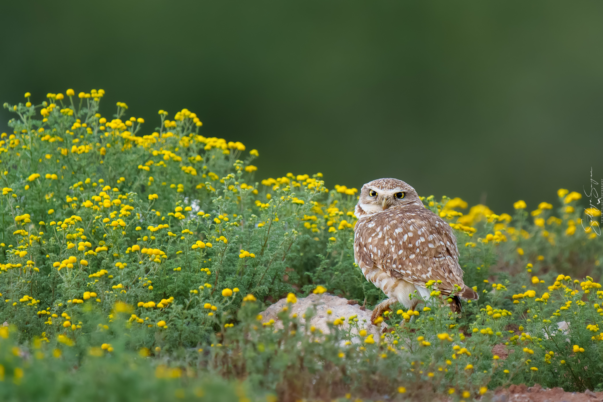 burrowingowl-20240324-_DSC1305-ARW-20240324-1-3.jpg