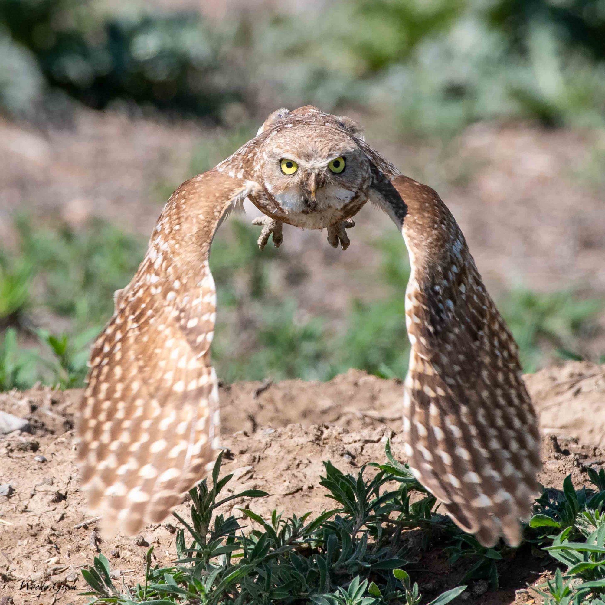 BurrowingOwl-600.jpg