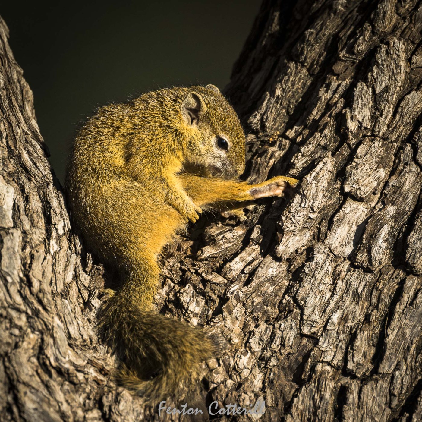 bush squirrel basking early morning sun Nyalaberry tree rd_June2022-6067.jpg