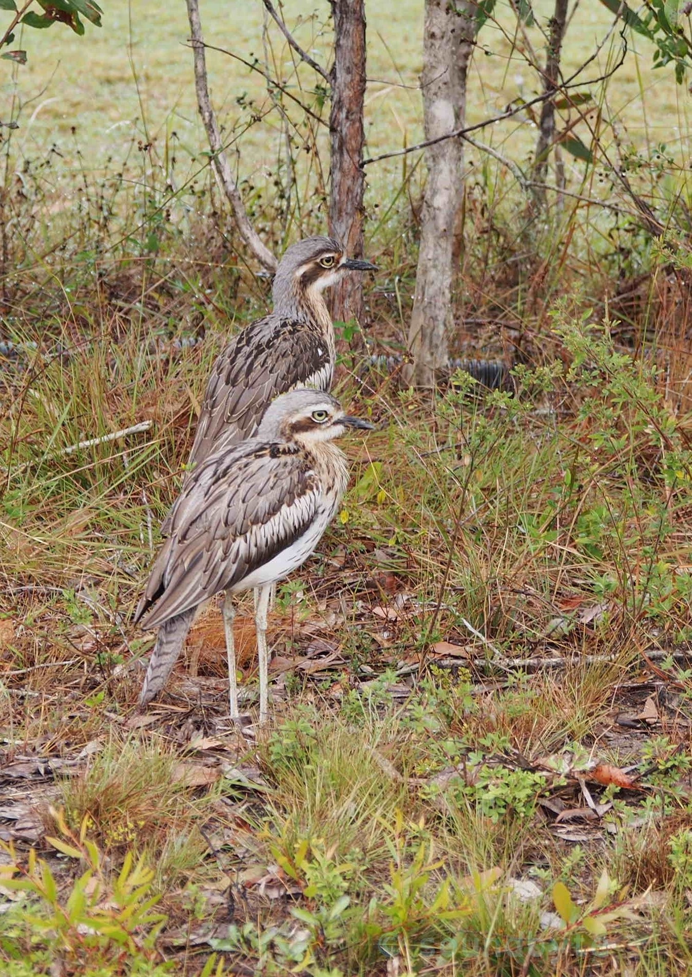 Bush_Stone_Curlew_BCG.jpg