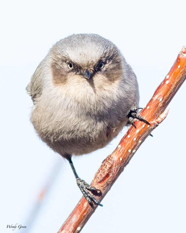 Bushtit-605.jpg