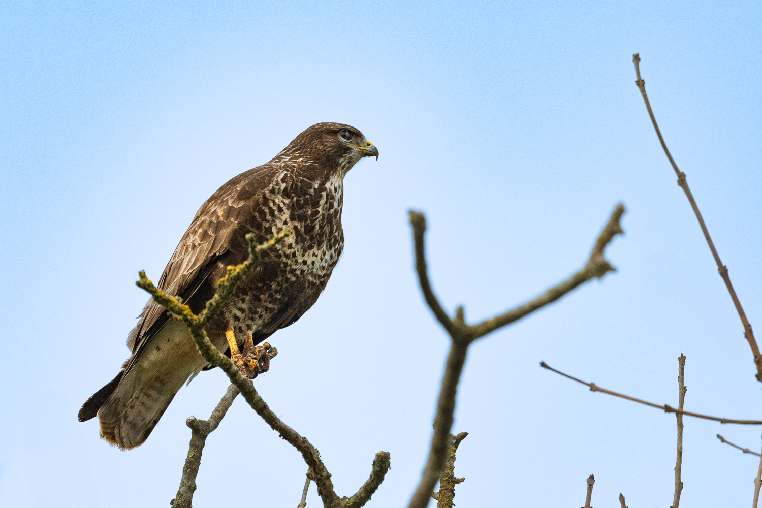 Buzzard-0521-IMG_00001-2.jpg