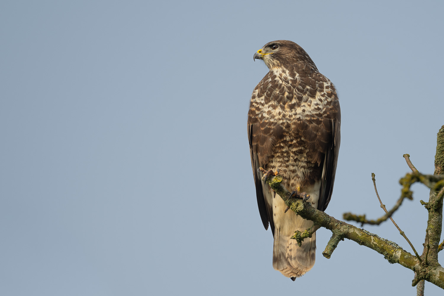 Buzzard-0521-IMG_00001.jpg