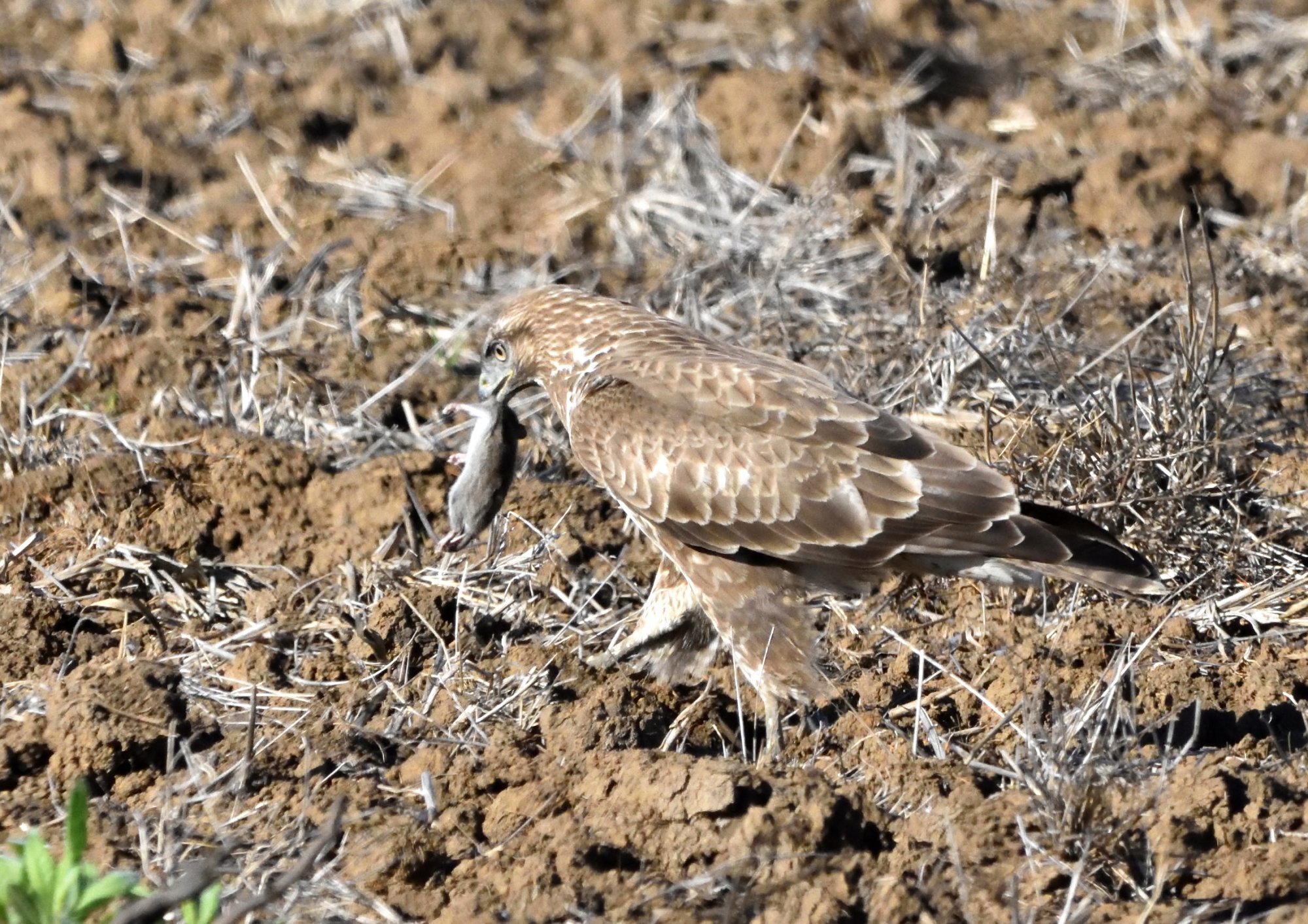 Buzzard with a rat.JPG