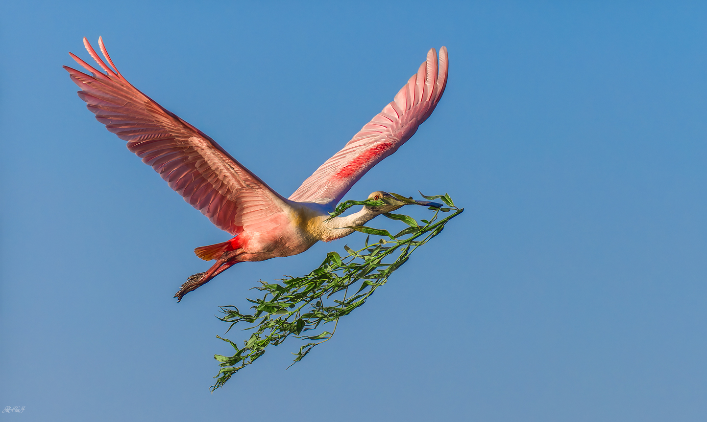 C20240321 Roseate Spoonbill (1 of 1).jpg