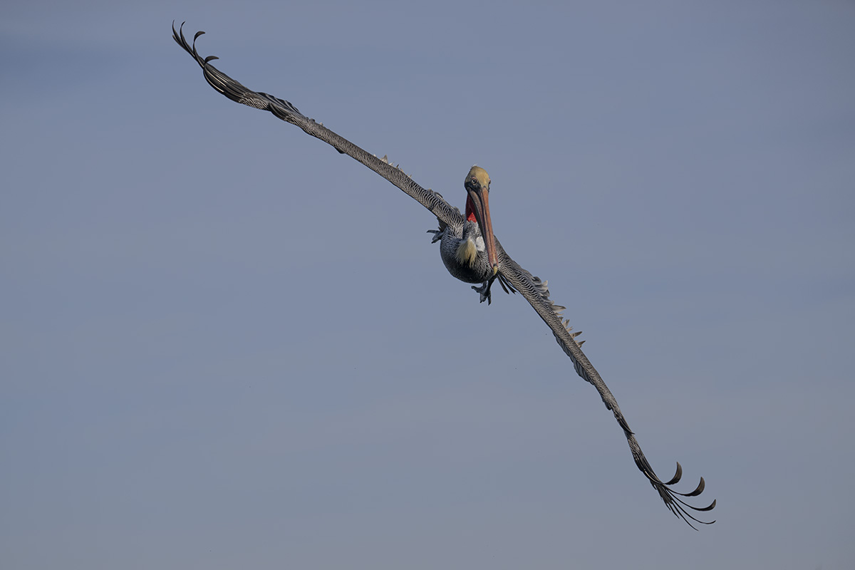 CA Brown Pelican angling for a plunge dive.jpg