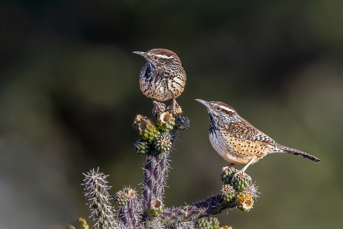 cactus wren-1.jpg