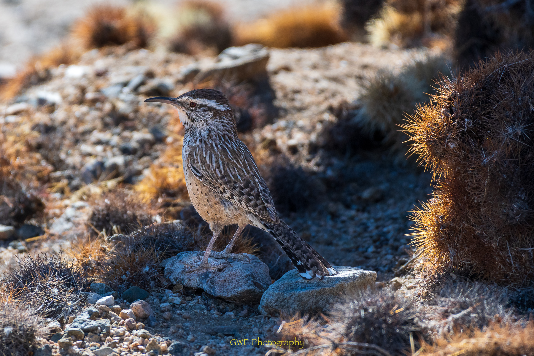 Cactus wren.jpg