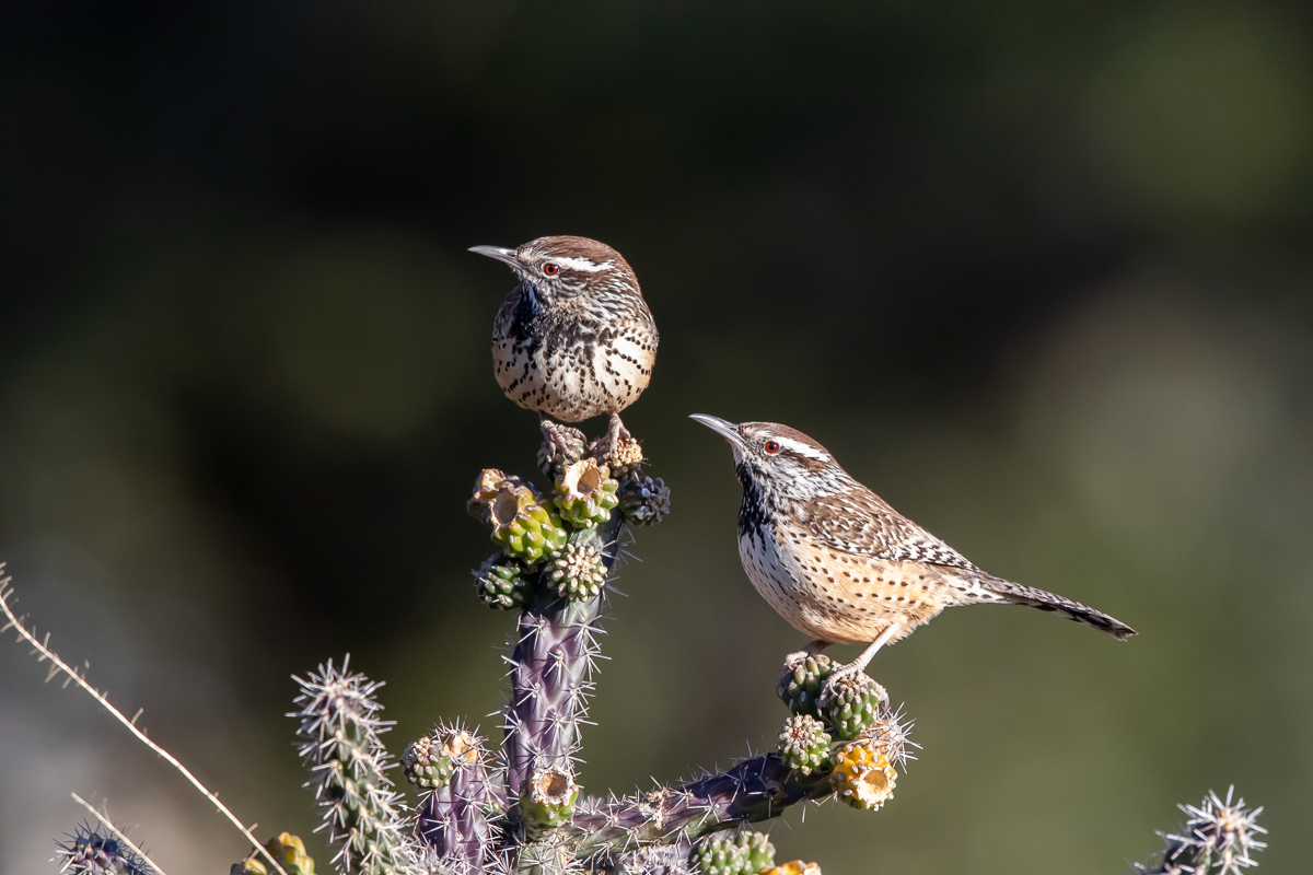 cactus wrens-1.jpg