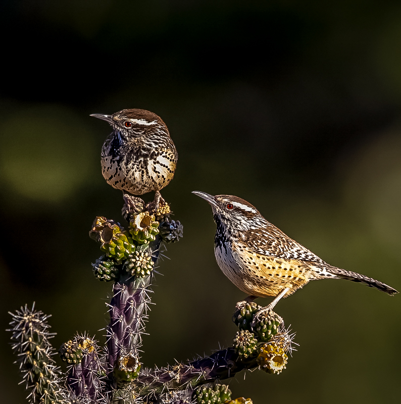 cactus-wrens-1.jpg