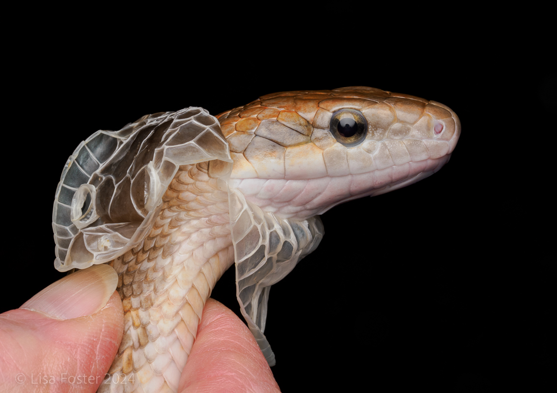 Calico Chinese Beauty Snake Shedding-.jpg