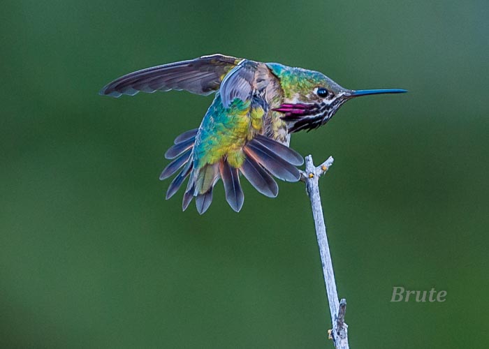 Calliope Hummingbird  June 2015 a-4084.JPG