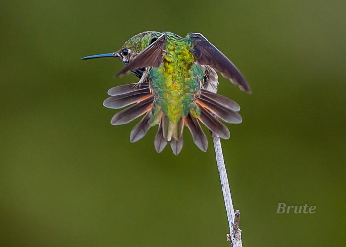 Calliope Hummingbird  June 2015 a-4113.JPG