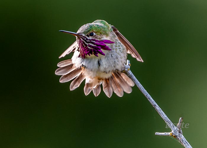 Calliope Hummingbird  June 2015 a-4378.JPG