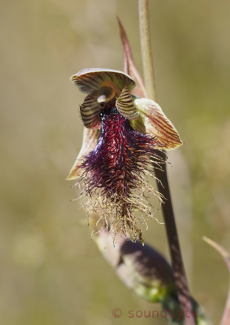 Calochilus_robertsonii_281121_1_BCG.jpg