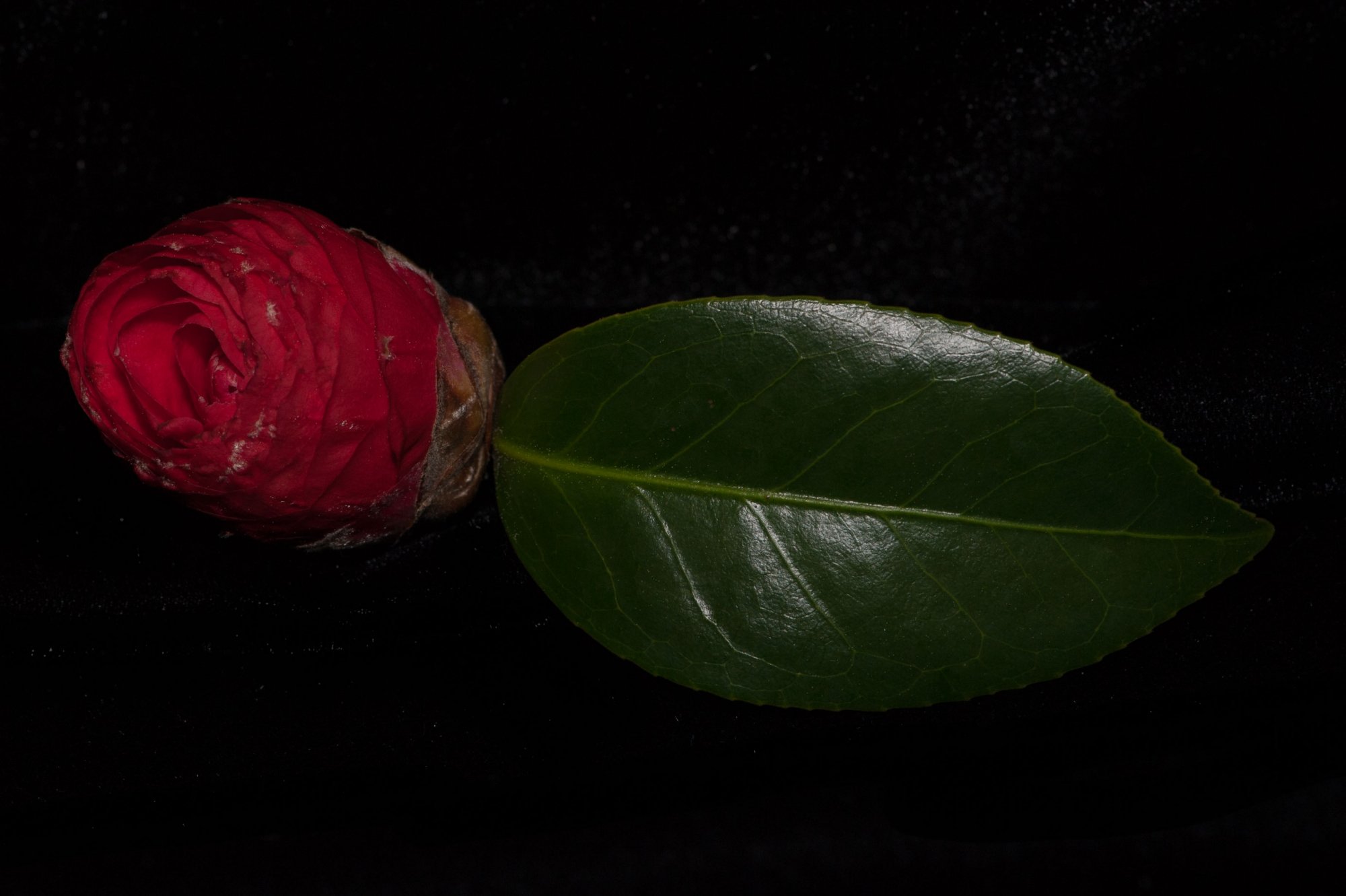 Camelia and Leaf-1.jpg