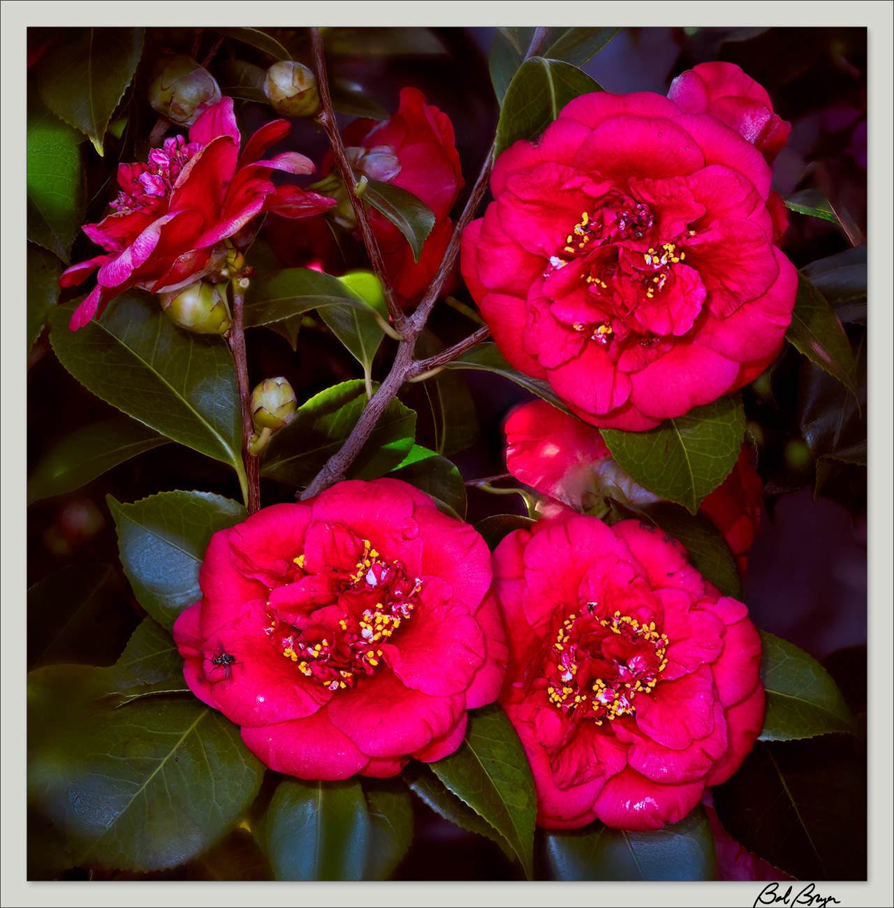 Camellia Japonic.jpg
