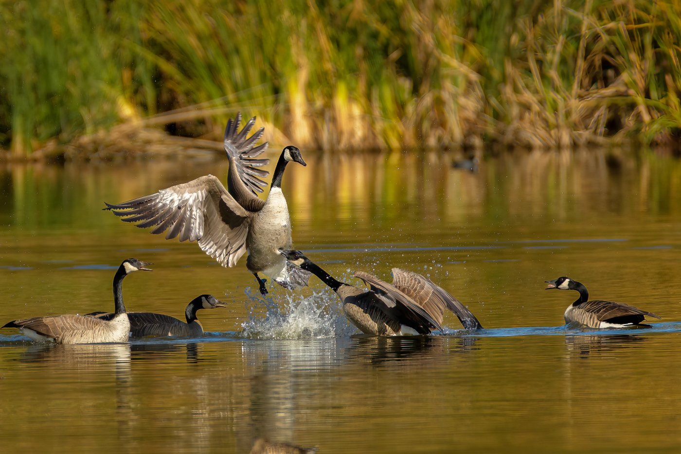 Canada geese.jpg