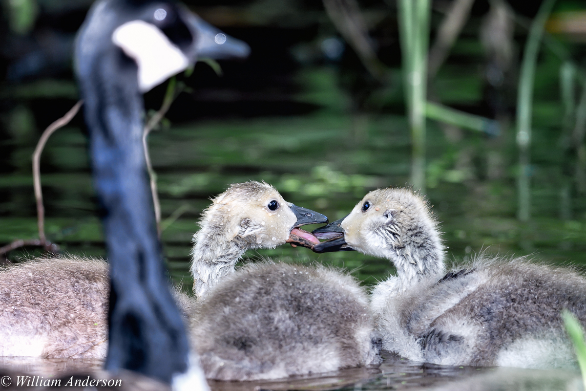 Canada goslings.jpg