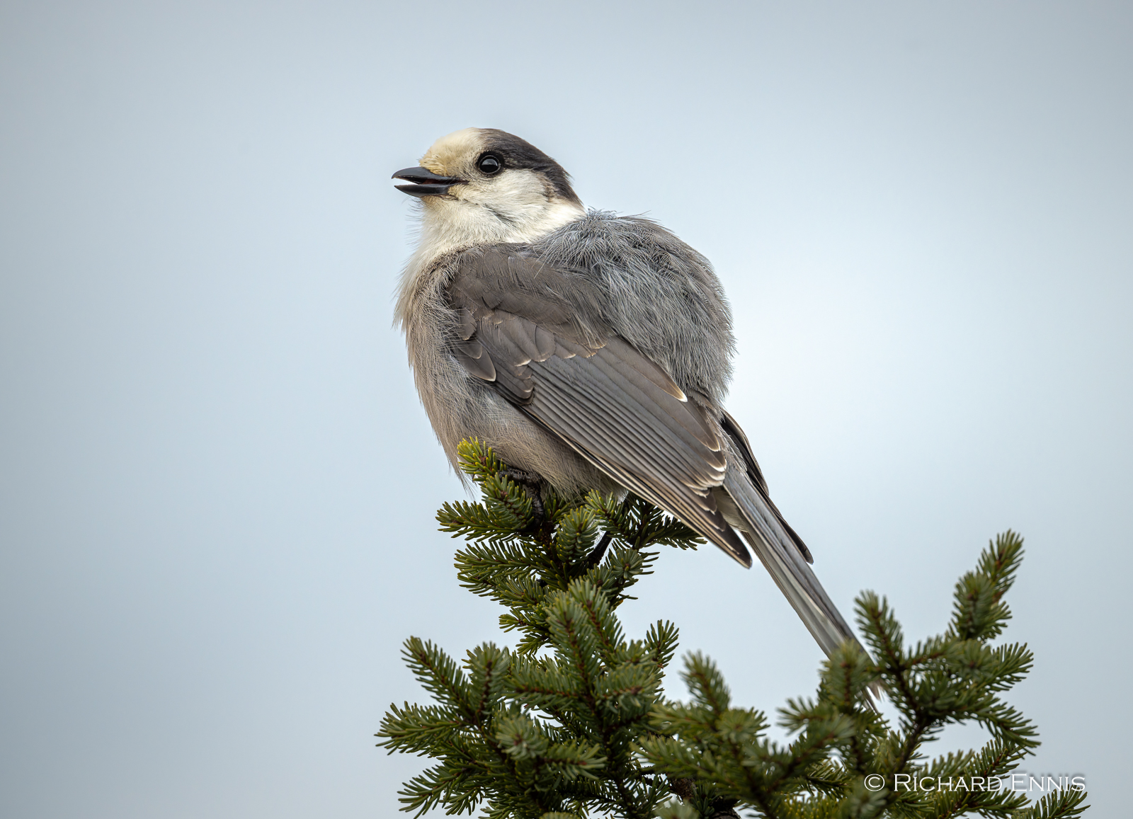 CanadaJay-2023-November-17-9-192702-NEF_DxO_DeepPRIMEXD - Copy.jpg