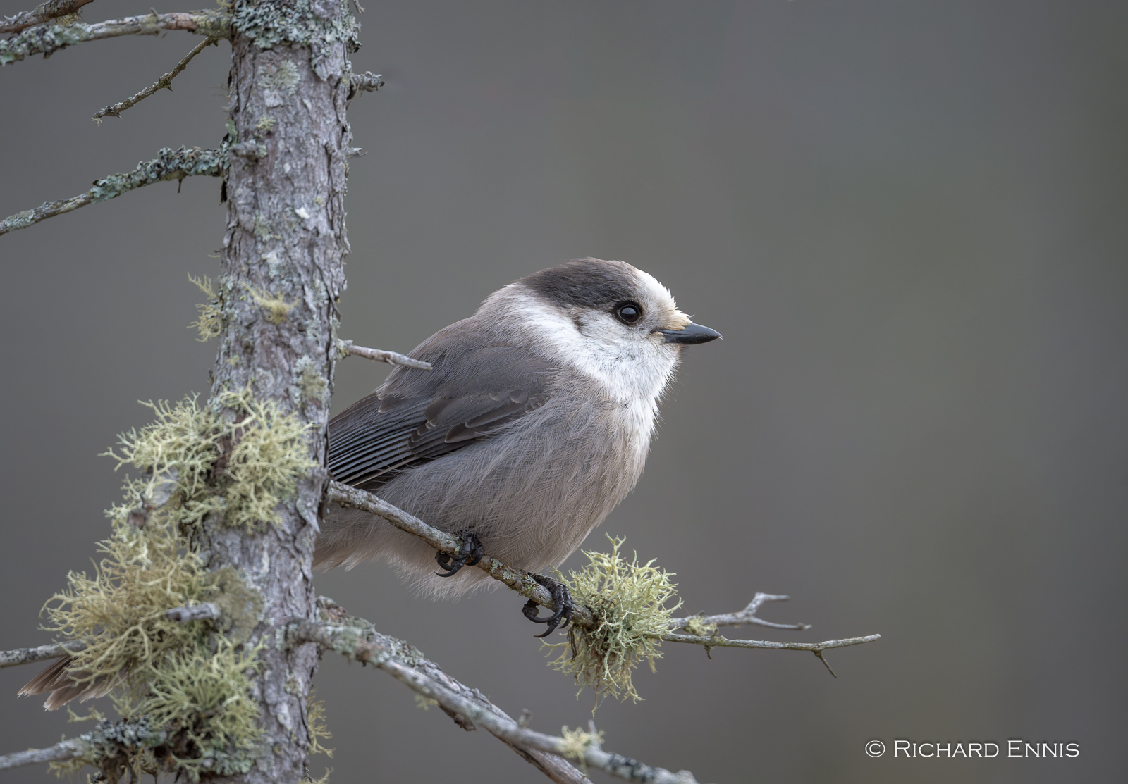 CanadaJay-2023-November-17-9-192841-NEF_DxO_DeepPRIMEXD-Edit.jpg