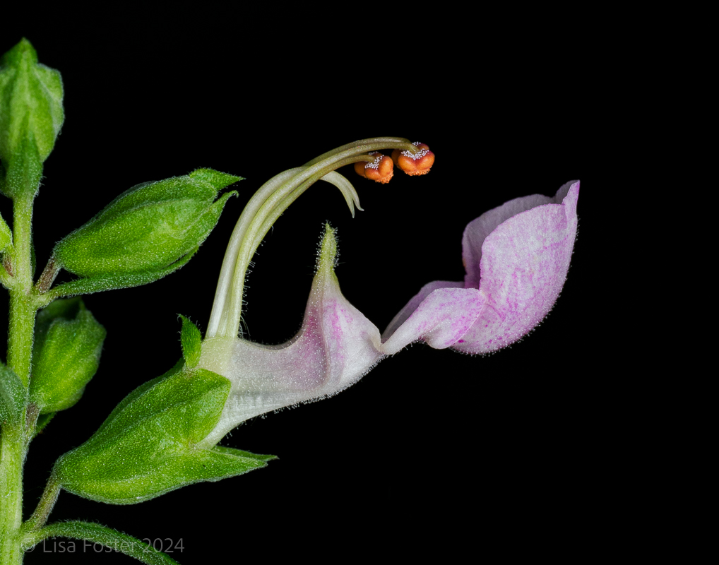 Canadian Germander (Teurium canadense)-.jpg