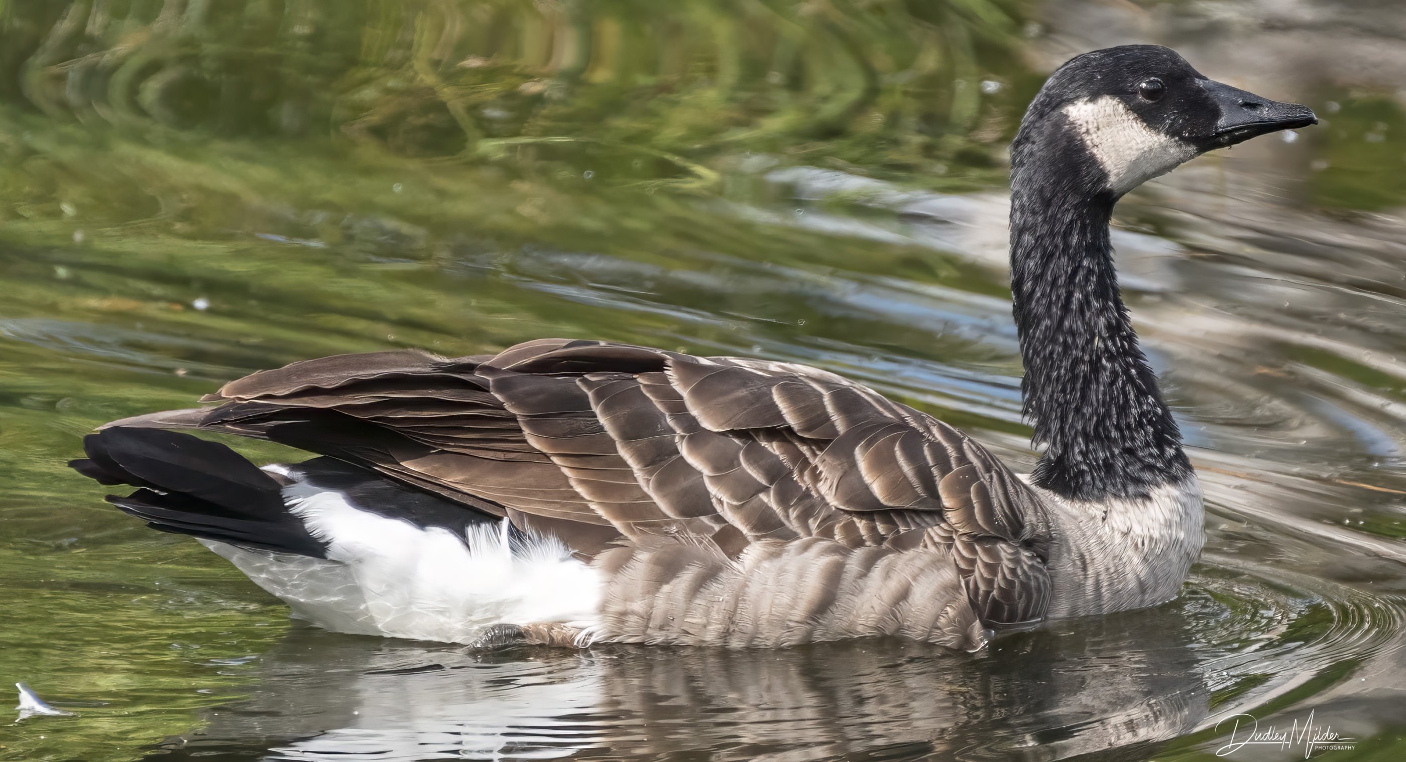 Canadian Goose 2.jpg