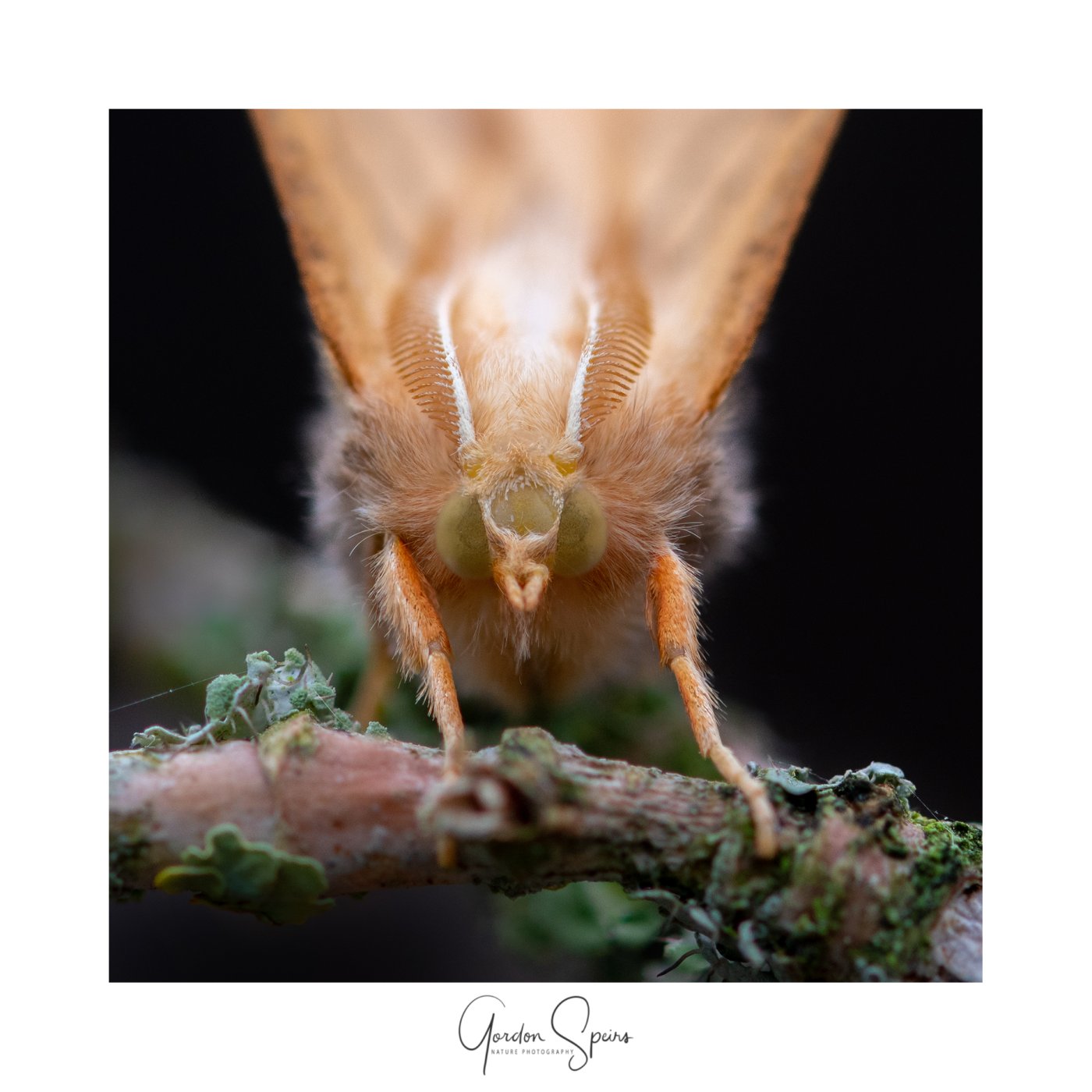 Canary Shouldered Thorn Moth Stacked.jpg