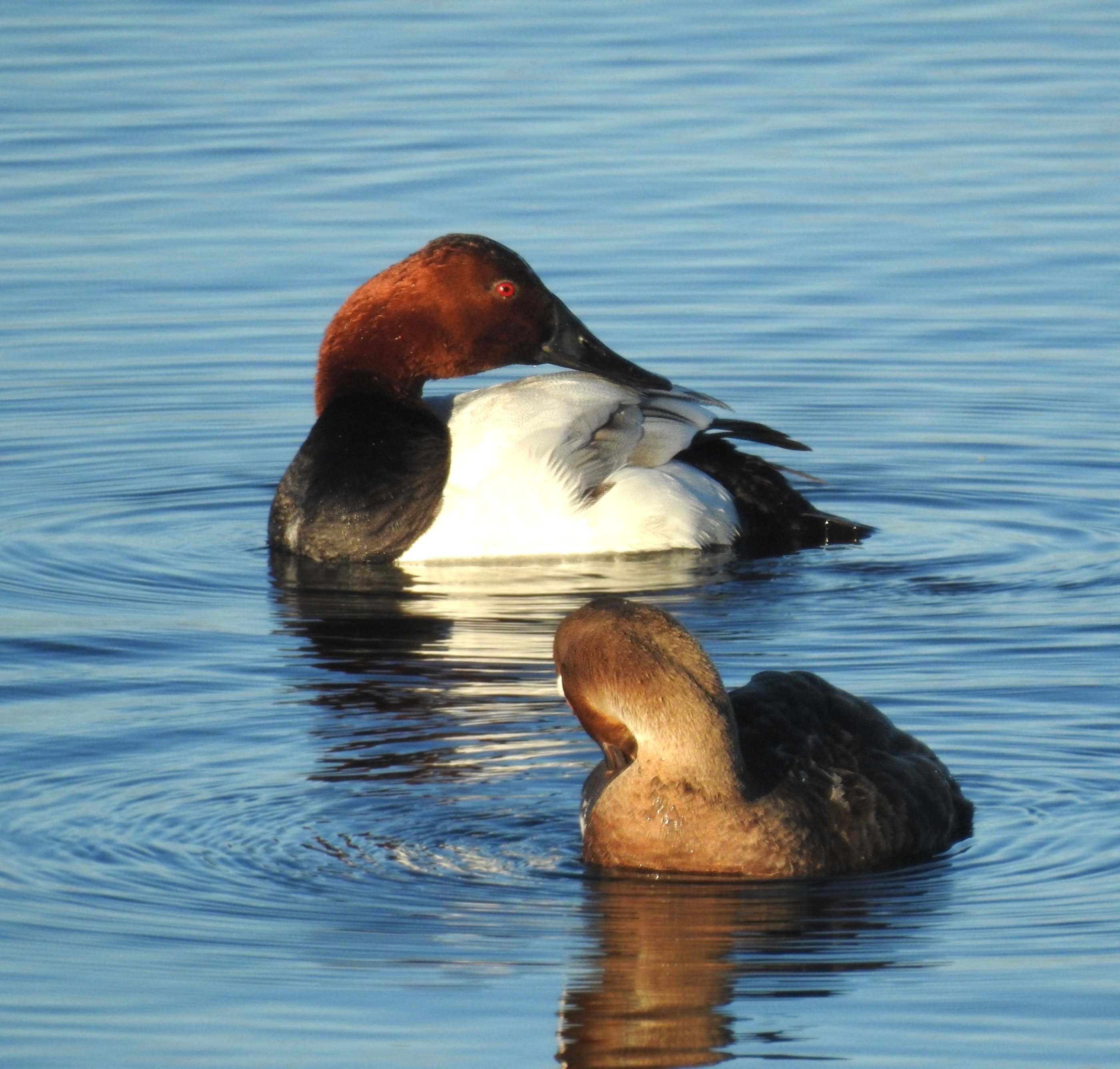 Canvasback_Pair.JPG