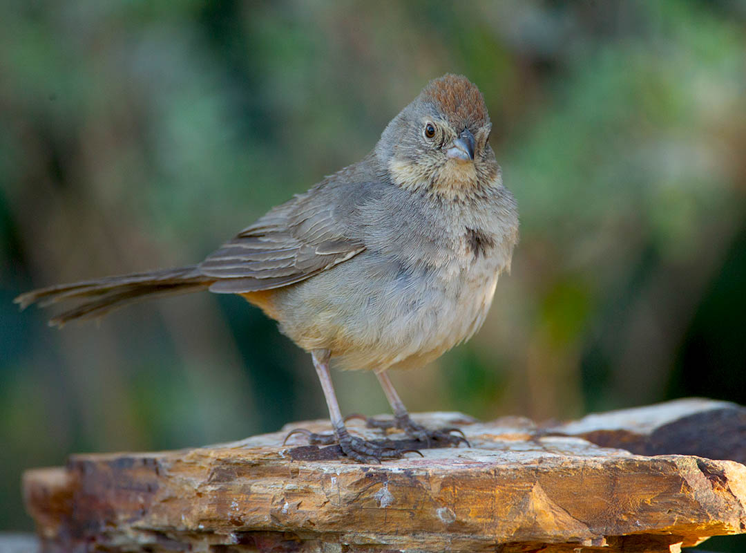 Canyon Towhee 4357 05012012_E5C4092.jpg