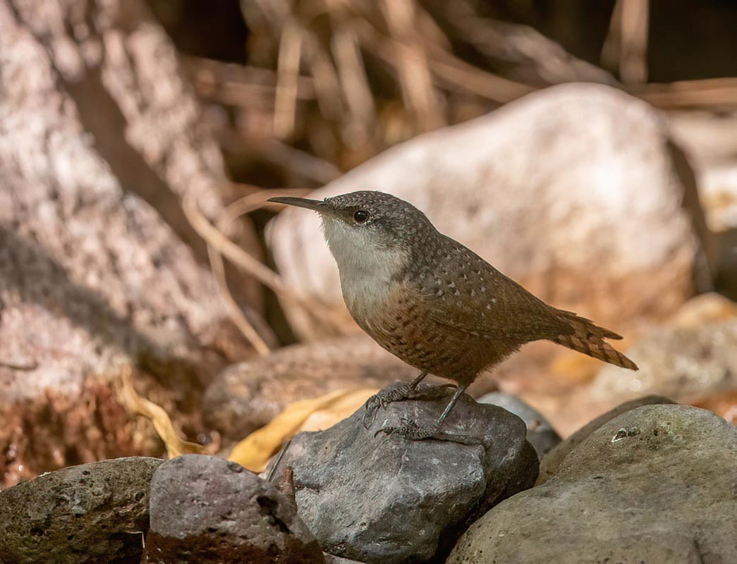 canyon Wren 850_4473-denoise-low-light.jpg